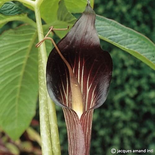 Buy Arisaema speciosum Tubers online UK