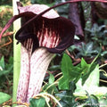 Buy Arisaema thunbergii subsp. Urashima (Japanese Cobra Lily) Tubers online UK