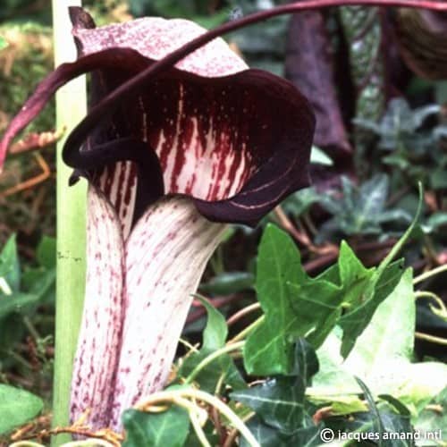 Buy Arisaema thunbergii subsp. Urashima (Japanese Cobra Lily) Tubers online UK