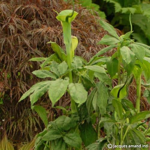 Buy Arisaema tortuosum (Whipcord Cobra Lily) Tubers online UK