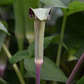 Buy Arisaema triphyllum (Jack-in-the-pulpit) Tubers online UK