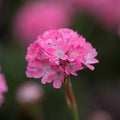 Buy Armeria pseudarmeria 'Daydream' (Dreameria Series) online UK