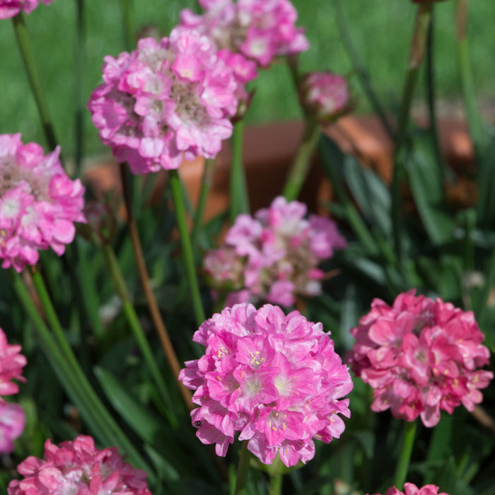 Buy Armeria pseudarmeria 'Daydream' (Dreameria Series) online UK
