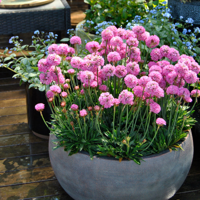 Buy Armeria pseudarmeria 'Daydream' (Dreameria Series) online UK