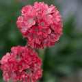 Buy Armeria pseudarmeria 'Dreamland' (Dreameria Series) online UK
