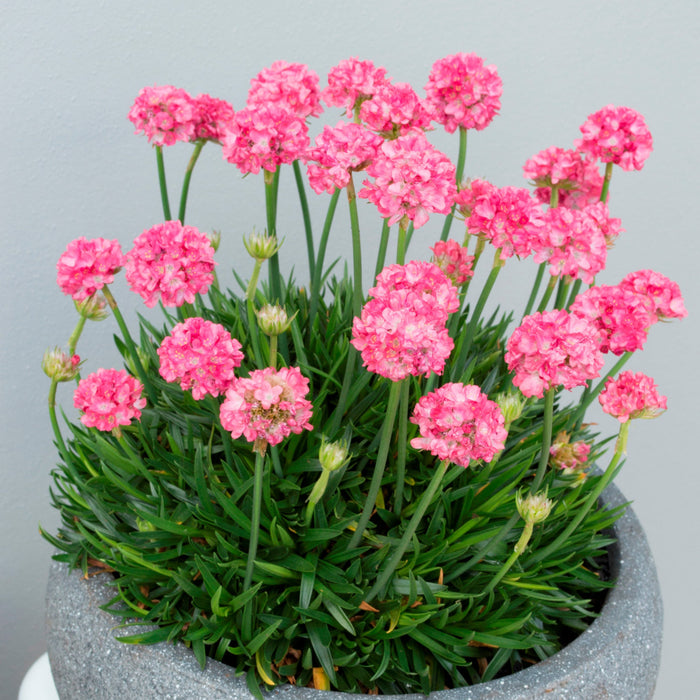 Buy Armeria pseudarmeria 'Dreamland' (Dreameria Series) online UK