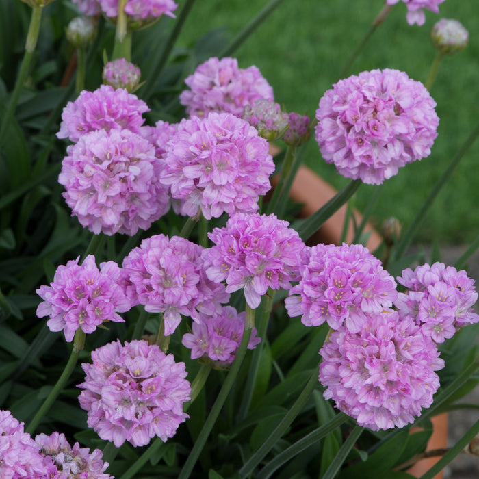 Buy Armeria pseudarmeria 'Sweet Dreams' (Dreameria Series) online UK