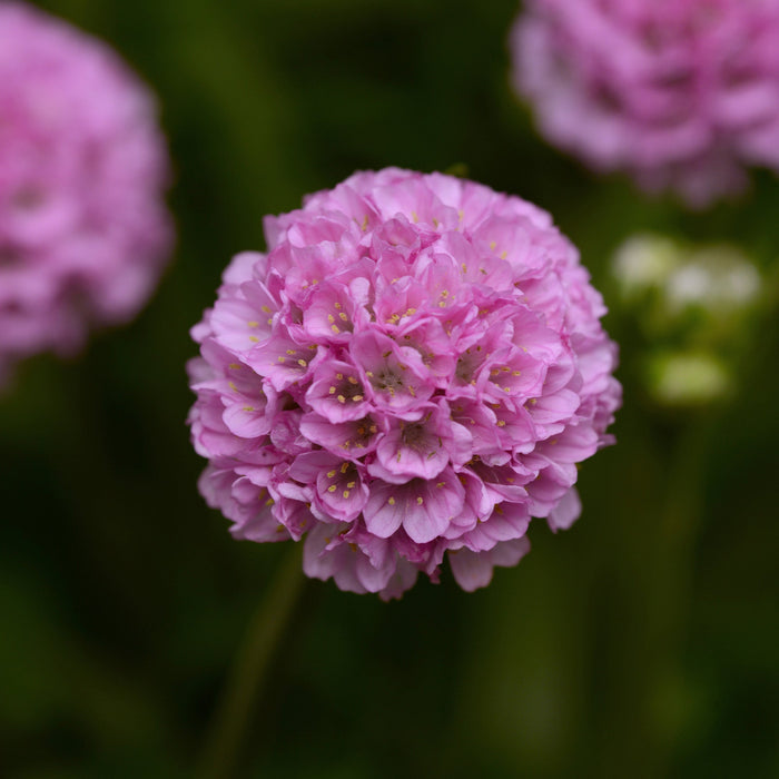 Buy Armeria pseudarmeria 'Sweet Dreams' (Dreameria Series) online UK
