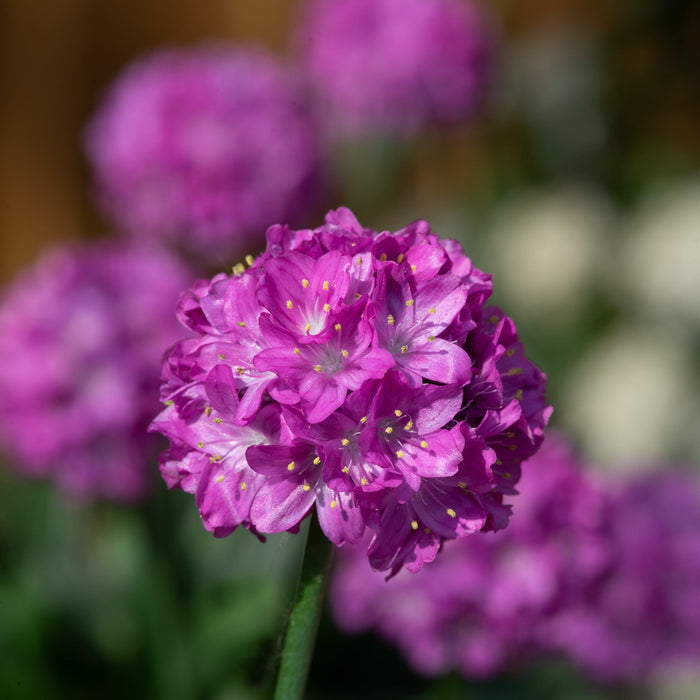Armeria pseudarmeria 'Vivid Dreams' (Dreameria Series)