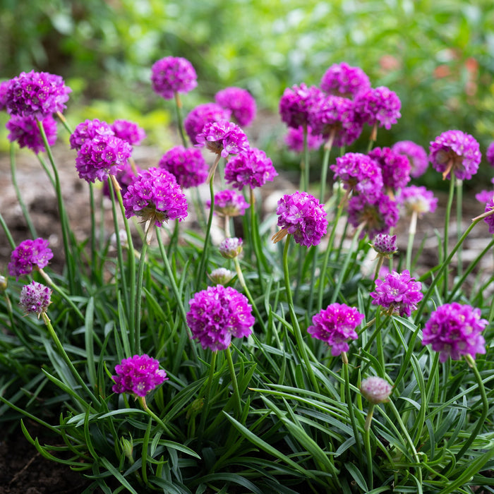 Armeria pseudarmeria 'Vivid Dreams' (Dreameria Series)