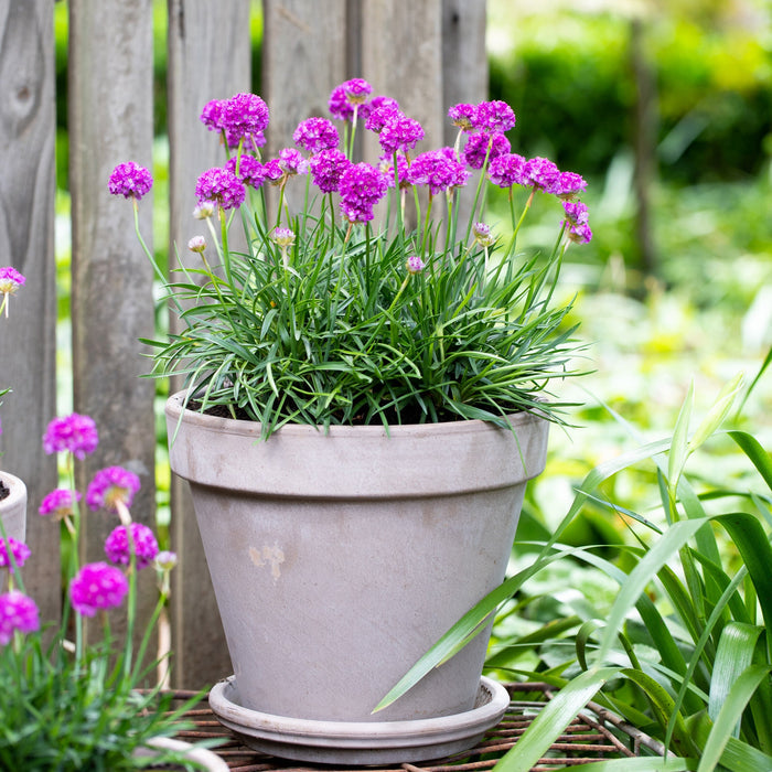Armeria pseudarmeria 'Vivid Dreams' (Dreameria Series)