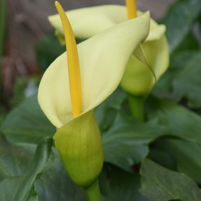 Buy Arum creticum (Cretan Arum) Bulbs online UK