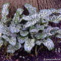 Buy Arum italicum (Italian Arum) Bulbs online UK