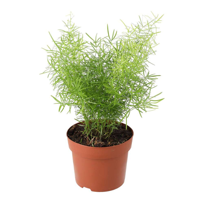 Buy Asparagus densiflorus Sprengeri (Emerald Asparagus Fern) online UK