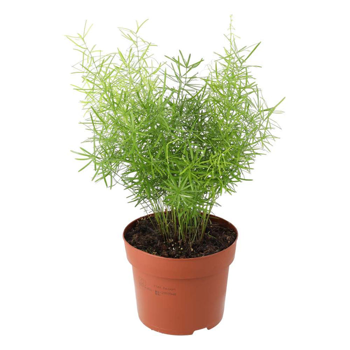 Buy Asparagus densiflorus Sprengeri (Emerald Asparagus Fern) online UK