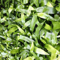 Buy Bird's-nest Fern (Asplenium antiquum) online UK