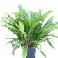 Buy Phyllitis scolopendrium (Hart's Tongue Fern) online UK