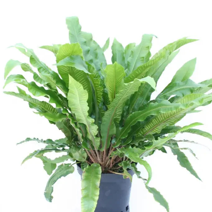 Buy Phyllitis scolopendrium (Hart's Tongue Fern) online UK