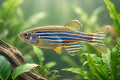 Assorted Danios
