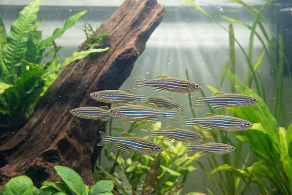 Assorted Danios