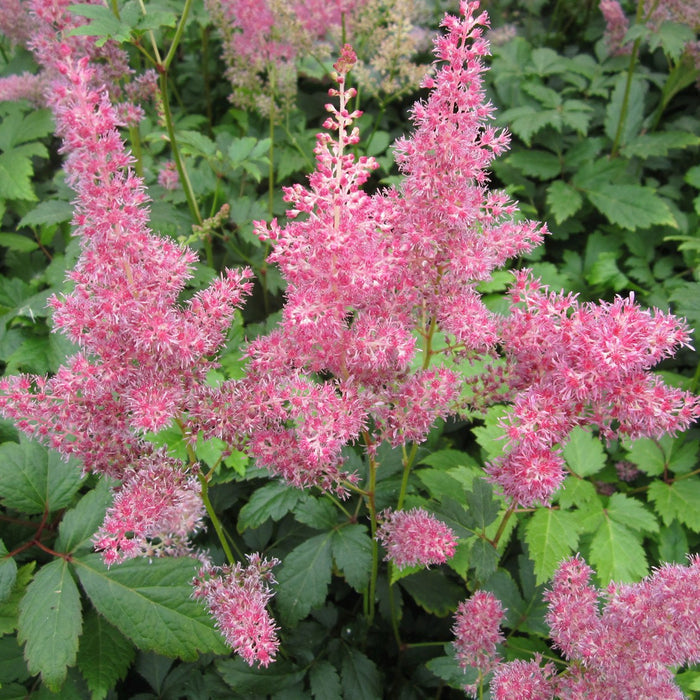 Buy Astilbe 'Pink' (Pink False Goats Beard) online UK