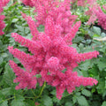 Buy Astilbe 'Red' (Red False Goats Beard) online UK