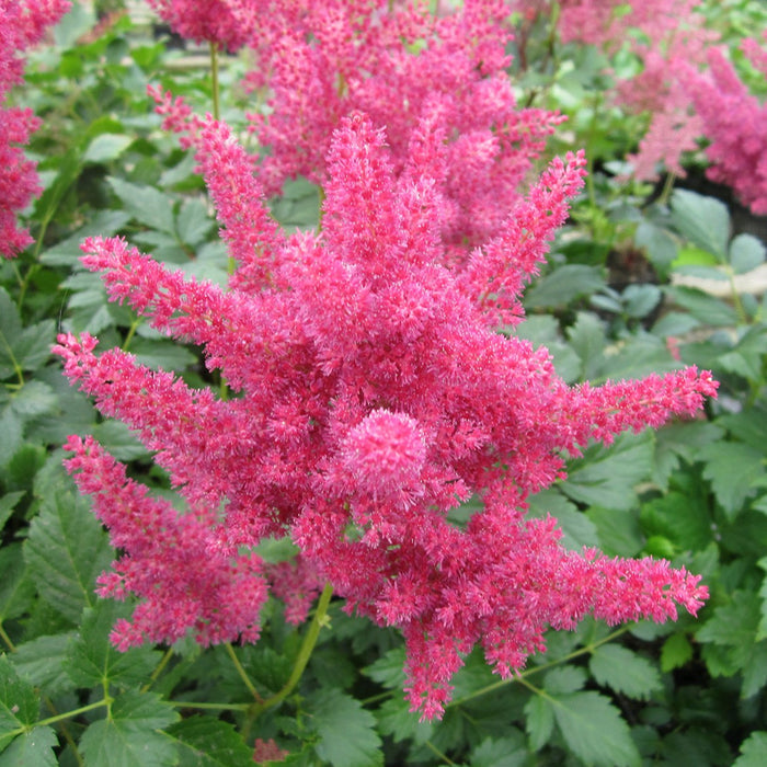 Buy Astilbe 'Red' (Red False Goats Beard) online UK