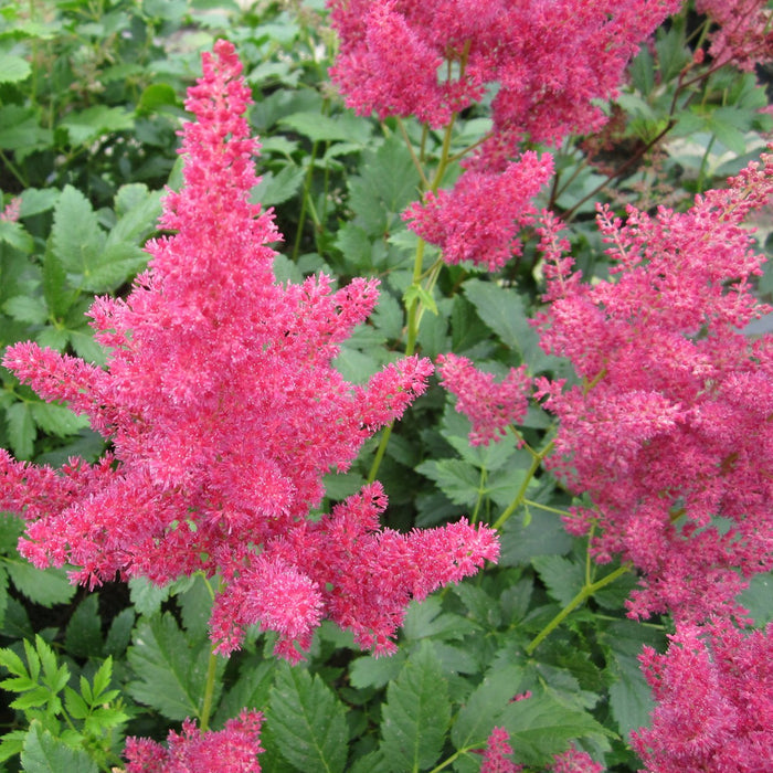 Buy Astilbe 'Red' (Red False Goats Beard) online UK