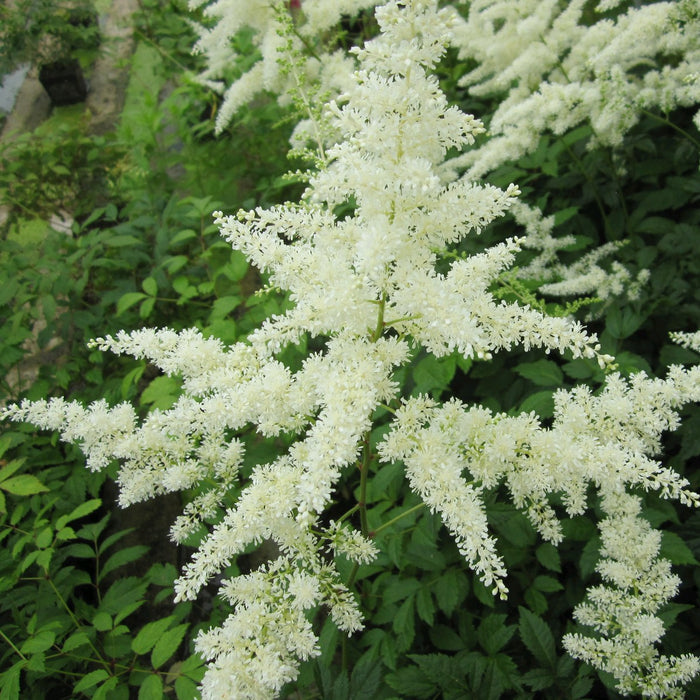 Buy Astilbe 'White' (White False Goats Beard) online UK