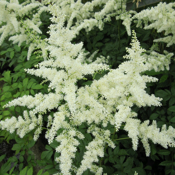 Buy Astilbe 'White' (White False Goats Beard) online UK