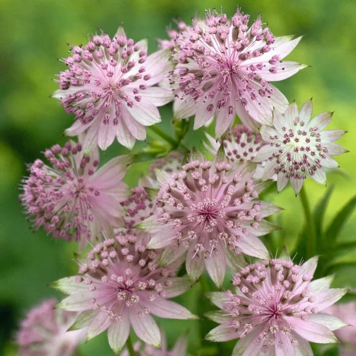 Buy Astrantia 'Buckland' online UK