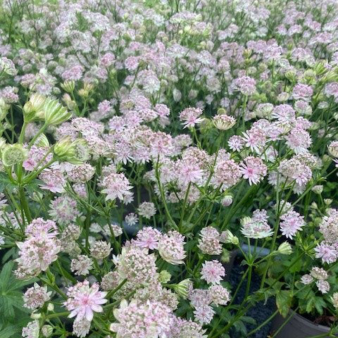 Buy Astrantia 'Buckland' online UK