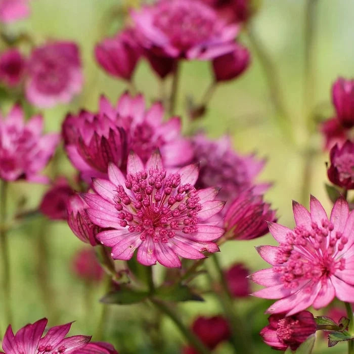 Buy Astrantia major 'Cerise Button' online UK