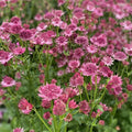 Buy Astrantia 'Roma' online UK