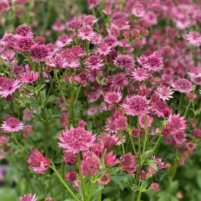 Buy Astrantia 'Roma' online UK