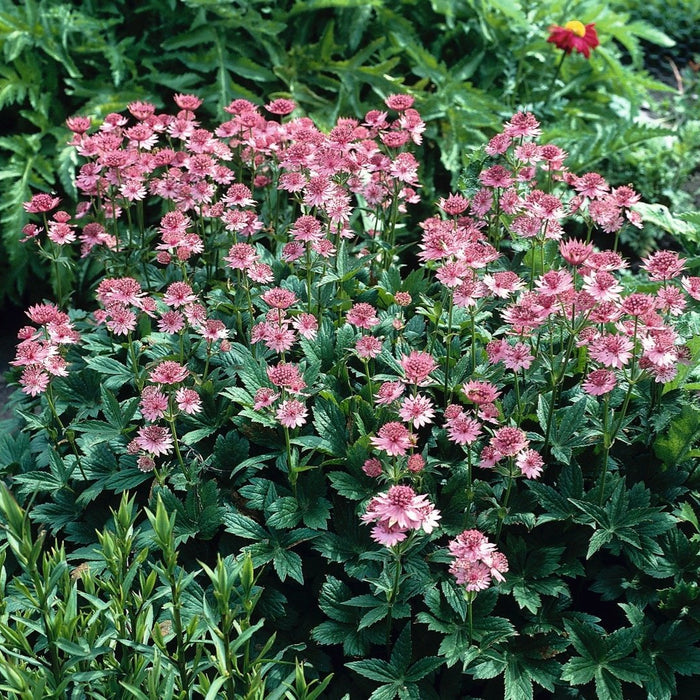 Buy Astrantia 'Roma' online UK