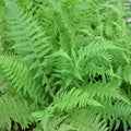 Buy Athyrium filix-femina (Lady Fern) online UK