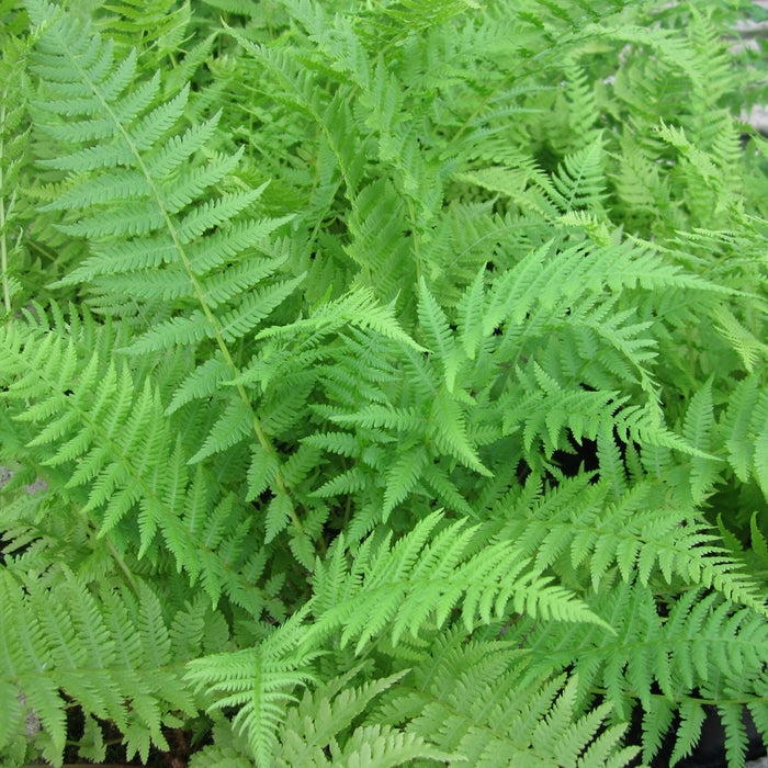 Buy Athyrium filix-femina (Lady Fern) online UK