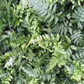 Buy Athyrium filix-femina (Lady Fern) online UK