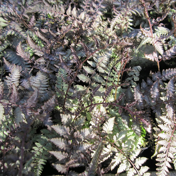 Buy Athyrium niponicum f. metallicum (Japanese Painted Fern) online UK