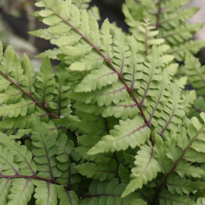 Buy Athyrium otophorum 'Okanum' (Eared Lady Fern) online UK