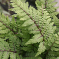 Buy Athyrium otophorum 'Okanum' (Eared Lady Fern) online UK