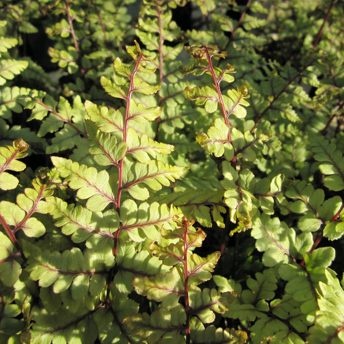 Buy Athyrium otophorum 'Okanum' (Eared Lady Fern) online UK