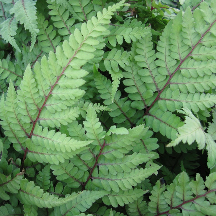Buy Athyrium otophorum 'Okanum' (Eared Lady Fern) online UK