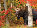 Autumn King (1419pz) - 500 Piece Jigsaw Puzzle