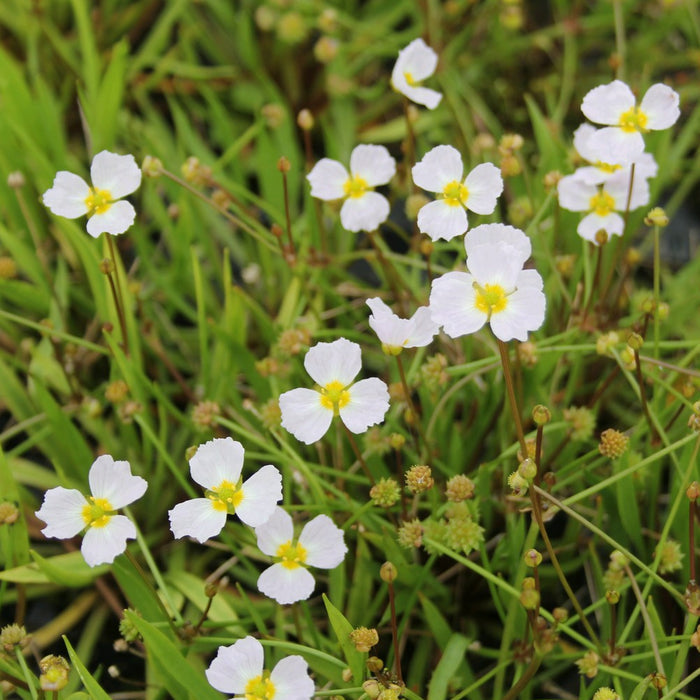Buy Baldellia ranunculoides (Lesser Water Plantain) online UK