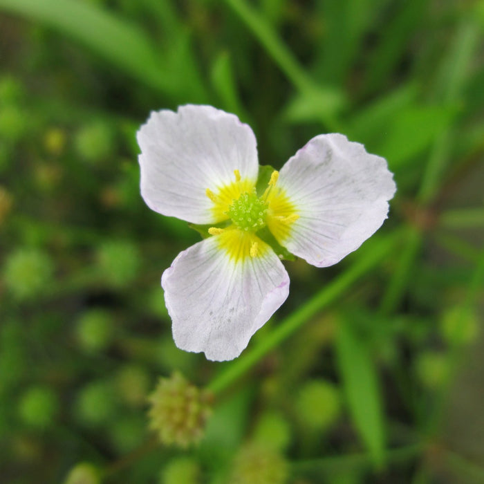 Buy Baldellia ranunculoides (Lesser Water Plantain) online UK