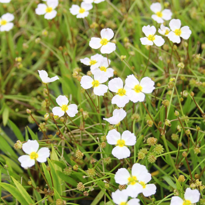 Buy Baldellia ranunculoides (Lesser Water Plantain) online UK