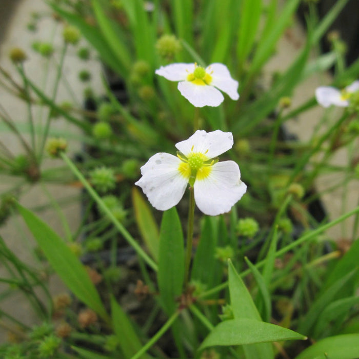 Buy Baldellia ranunculoides (Lesser Water Plantain) online UK