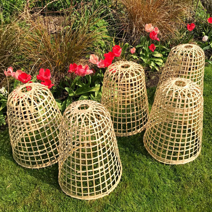 Buy Bamboo Bell Cloche & Garden Plant Protection Cover - Small online UK